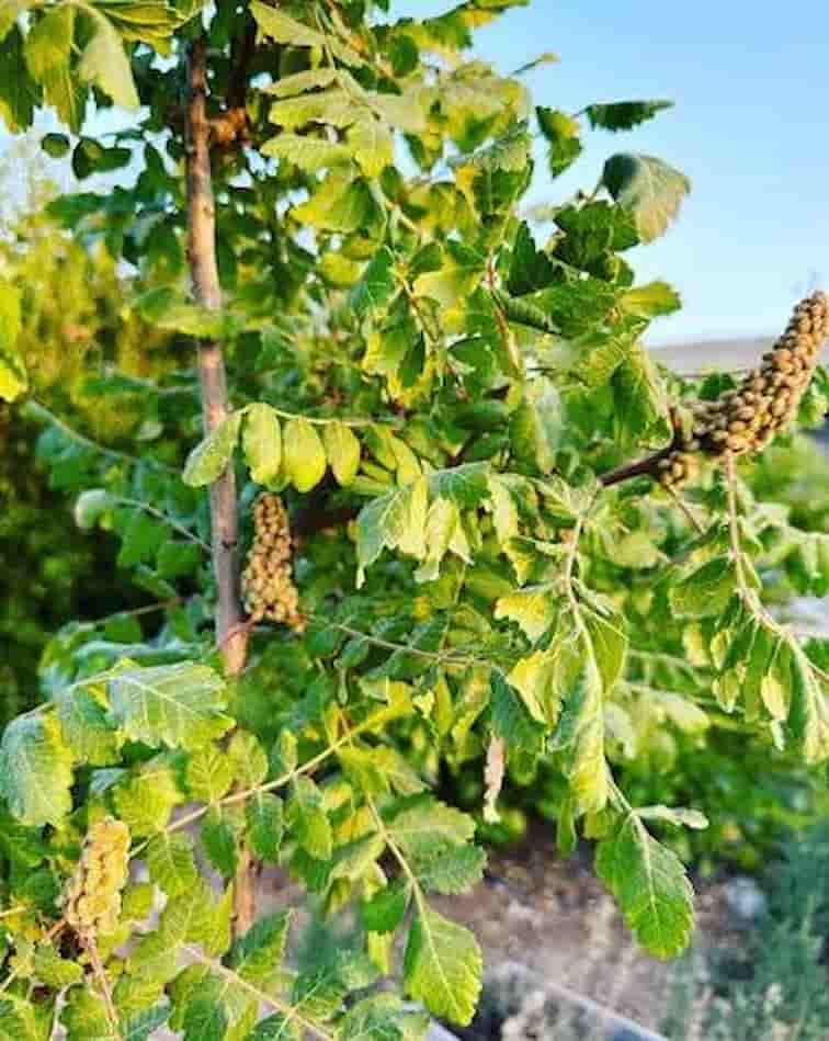 تصویر 1 از سماق کوهی مرغوب تهیه شده از بهترین دانه ها